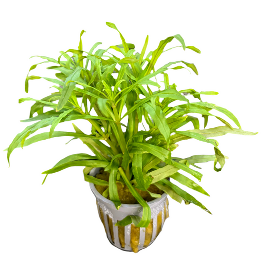 Pogostemon Narrow Leaf Potted