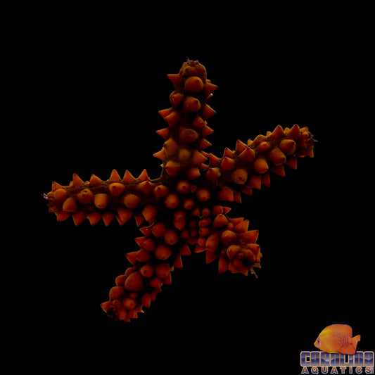 Starfish - Orange Knobby