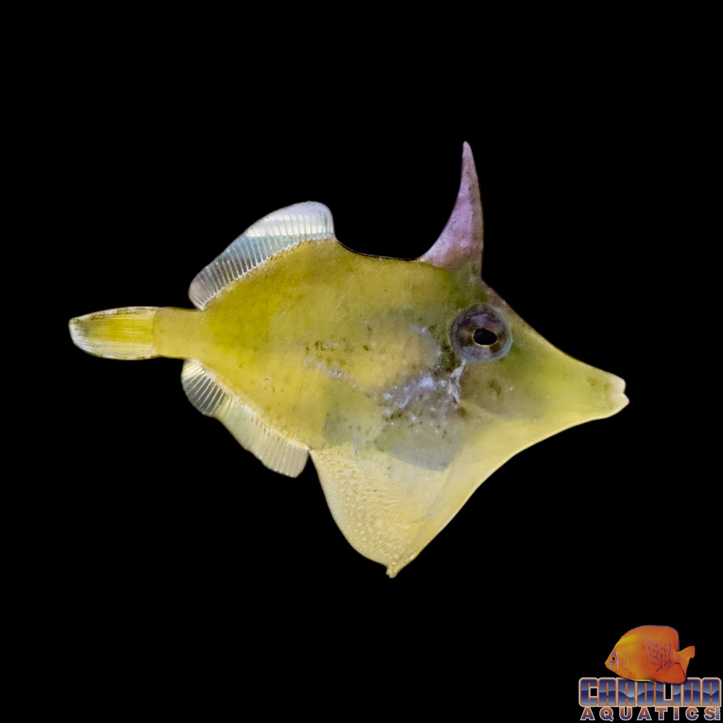 Filefish - Green Atlantic