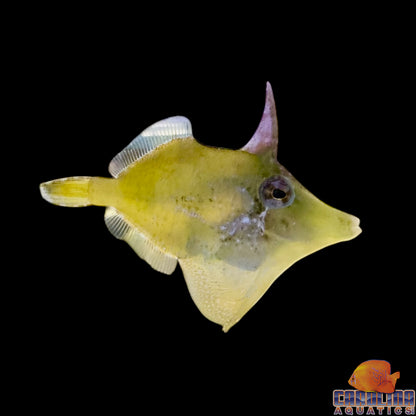 Filefish - Green Atlantic