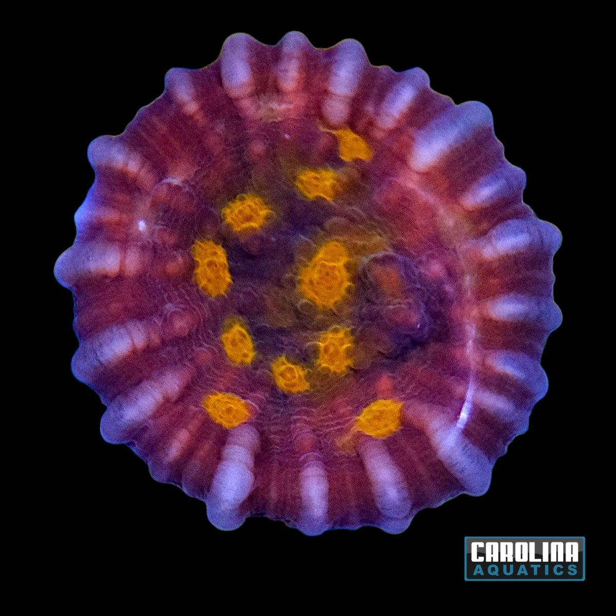 Indo - Chalice Cultured Type 2