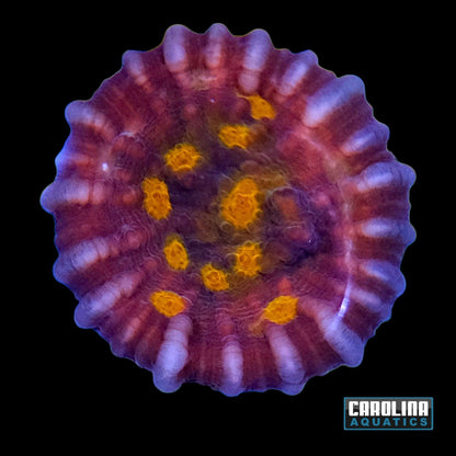 Indo - Chalice Cultured Type 2