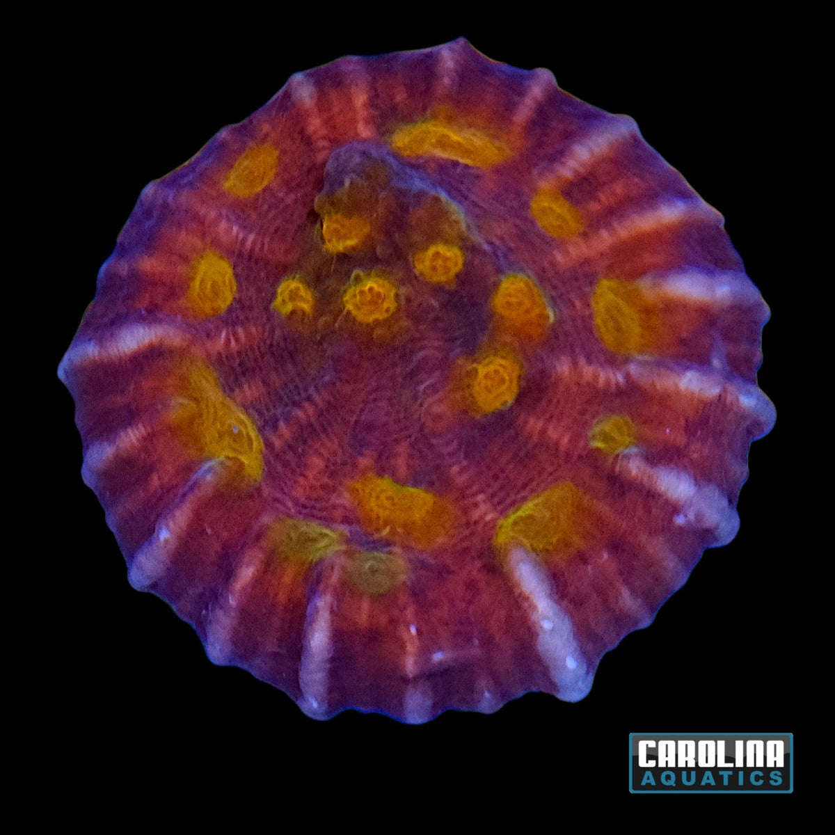 Indo - Chalice Cultured Type 2
