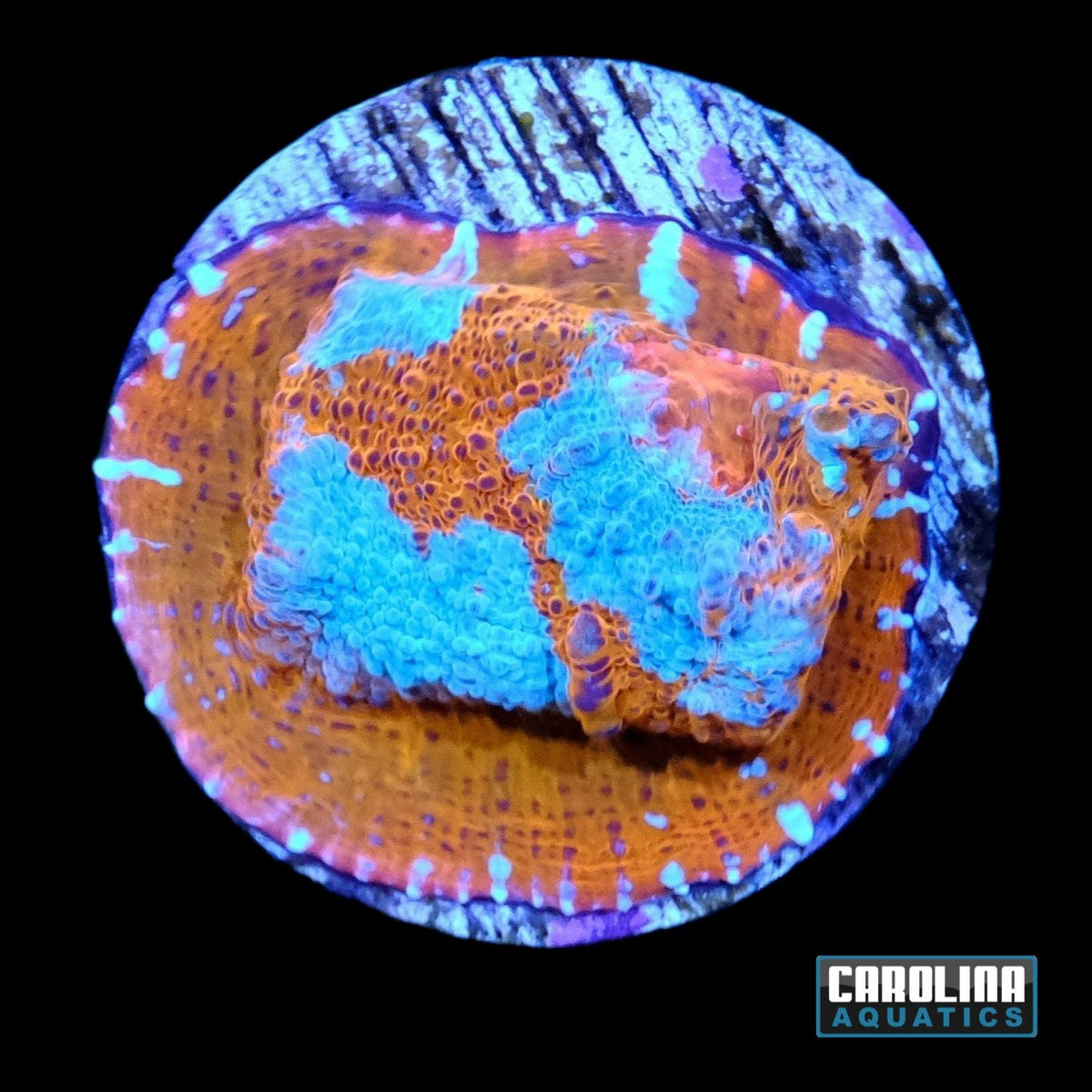 Frag - Chalice Frozen Tangerine