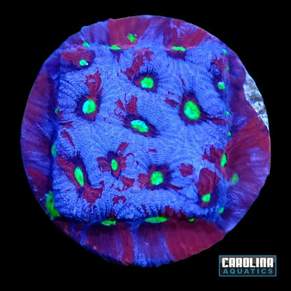 Frag - TechniColor Favites War Coral