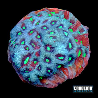 Frag - TechniColor Favites War Coral