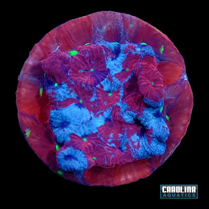 Frag - TechniColor Favites War Coral