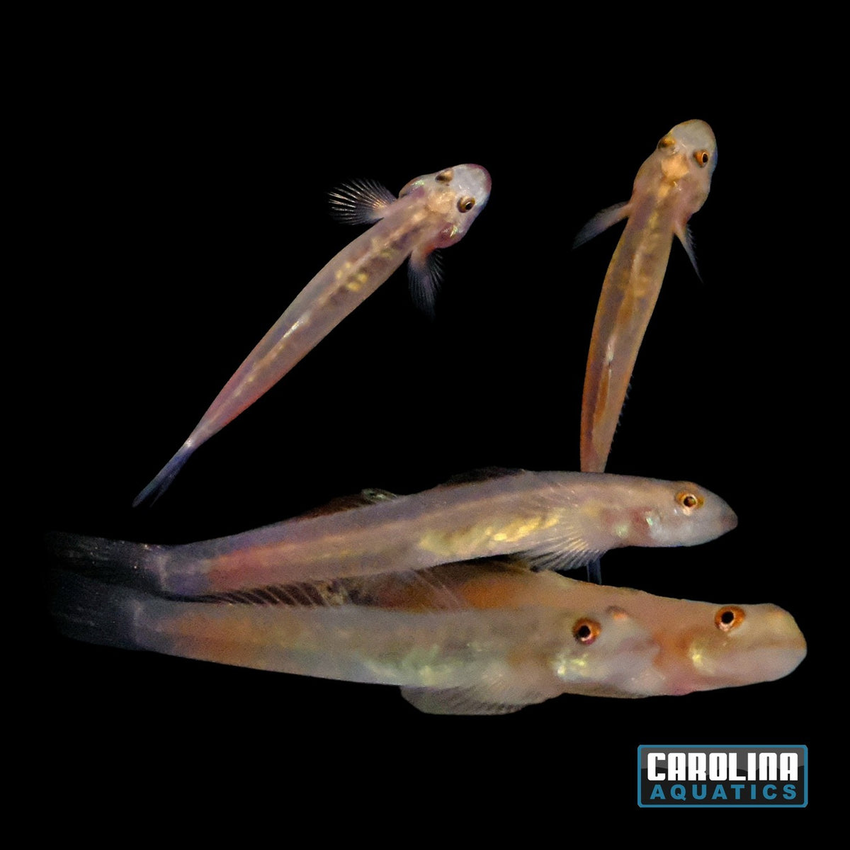 Misc - Goby Blue Belly Red