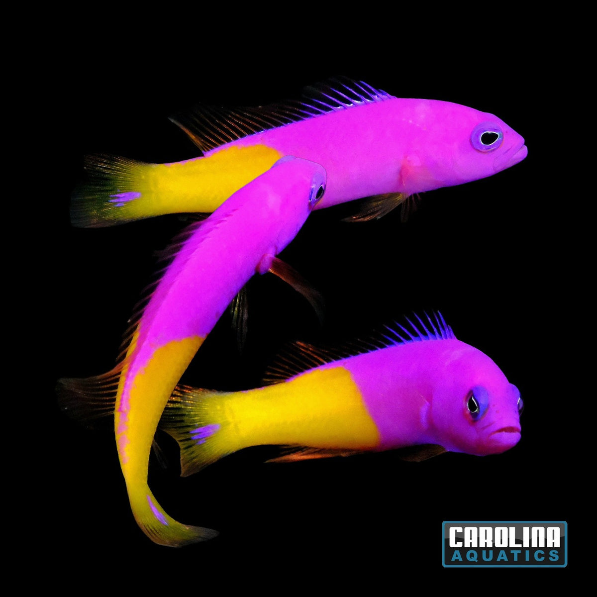 Dottyback - Aberrant Bicolor WYSIWYG
