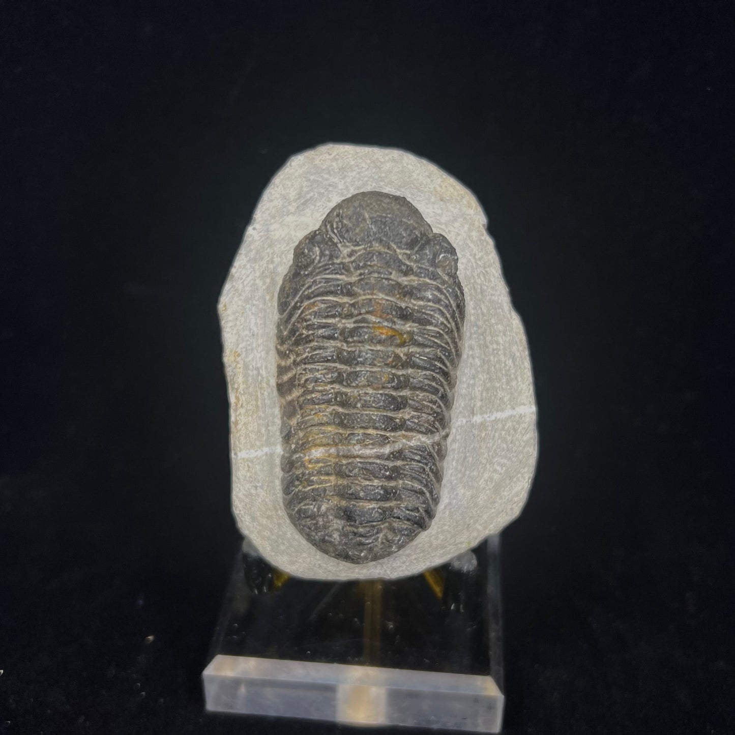 Metacanthian Trilobite in Matrix