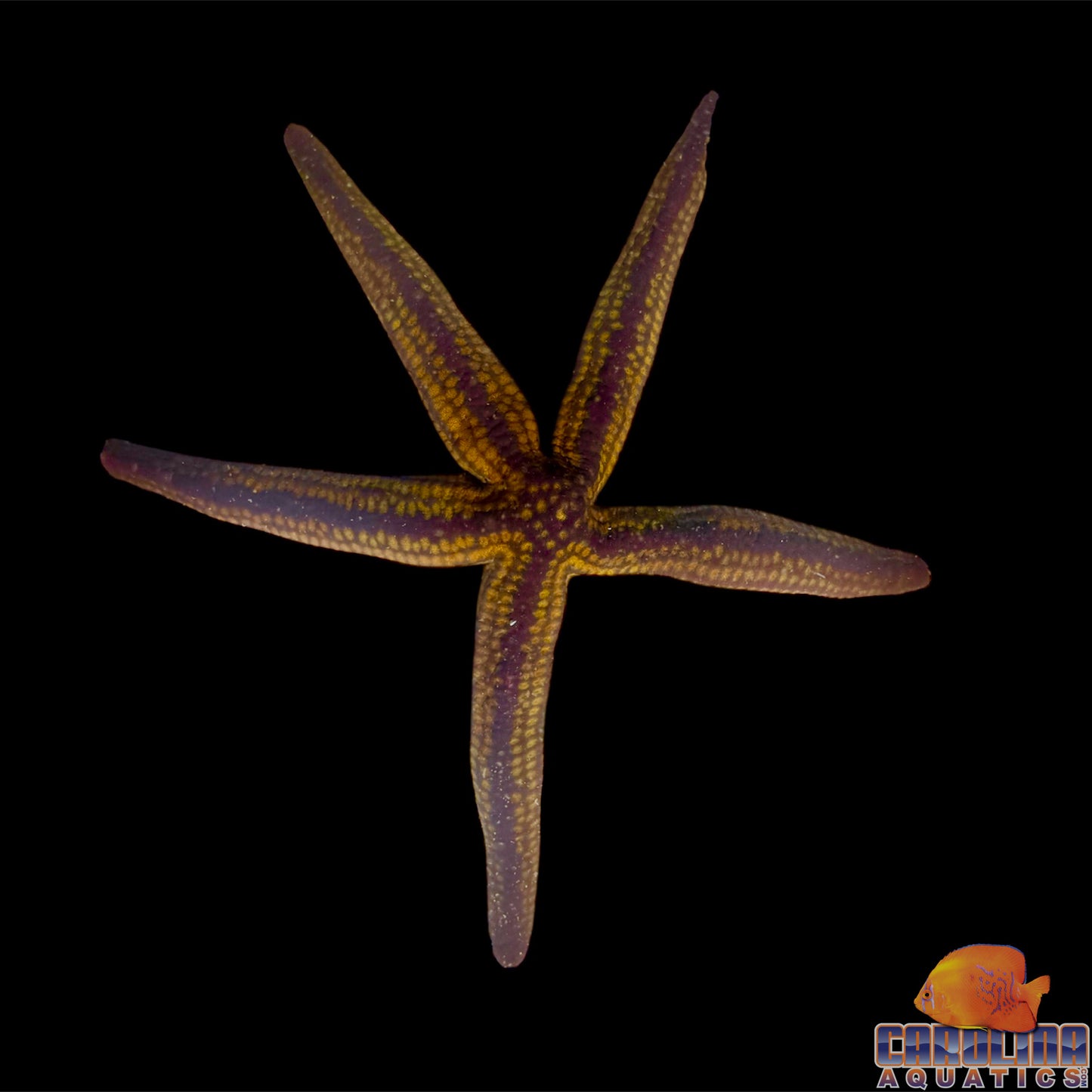 Starfish - Colored Pyramid