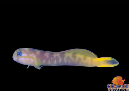 Blenny - Midas Golden