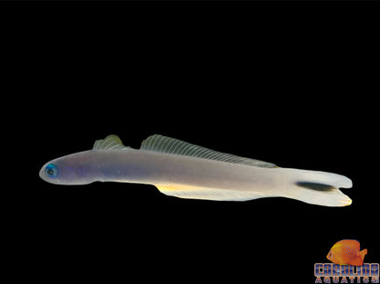 Goby - Gudgeon Blue