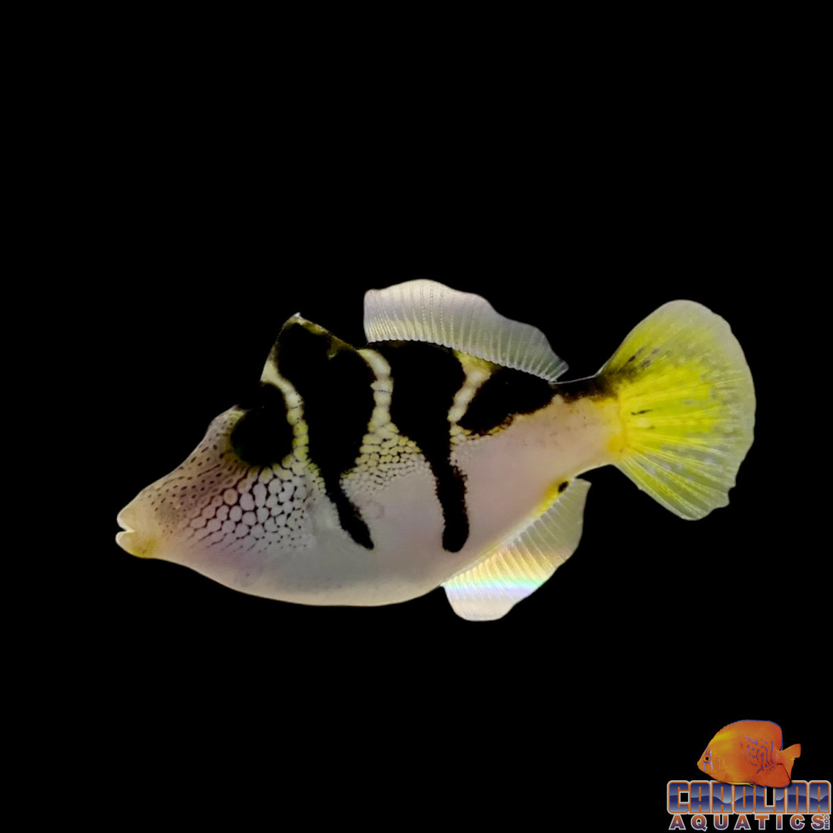 Filefish - Black Saddle