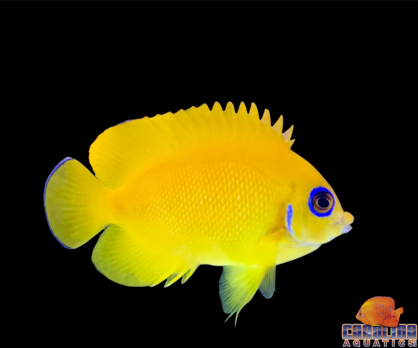 Angel - Lemon Peel Fiji