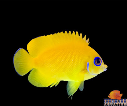 Angel - Lemon Peel Fiji