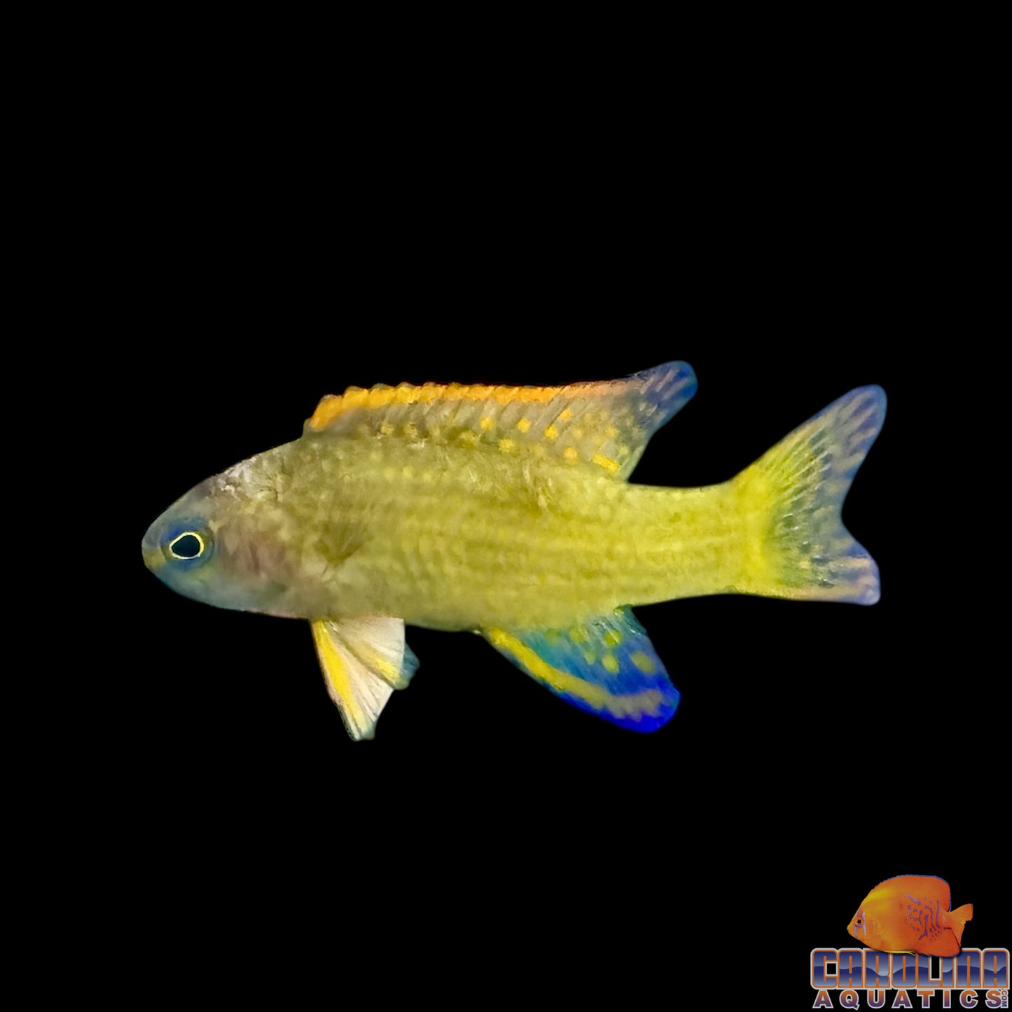 Basslet - Assessor Randalli