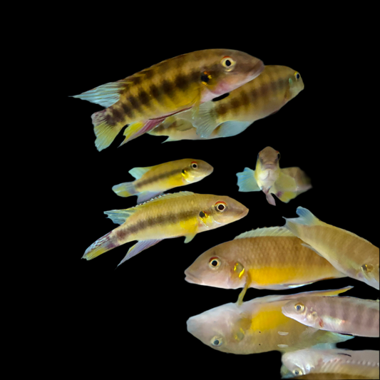 Cichlid - Humilis Yellow Dwarf "Fria"