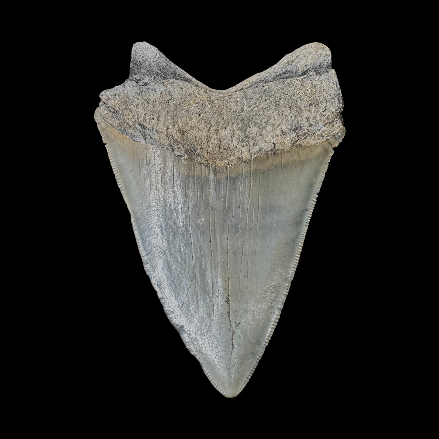 Megalodon Tooth