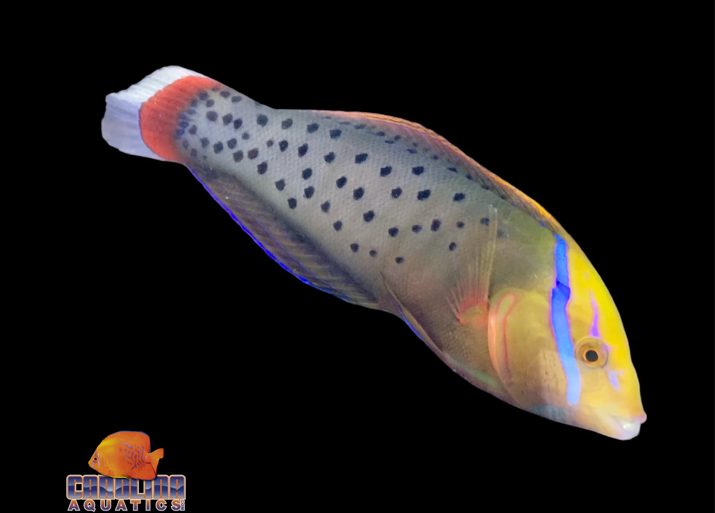 Wrasse - Coris Queen Adult XL