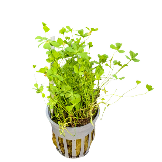 Dwarf Four Leaf Clover Potted
