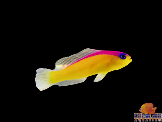 Pseudochromis - Diadema
