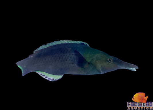 Wrasse - Bird Green Lg (male)