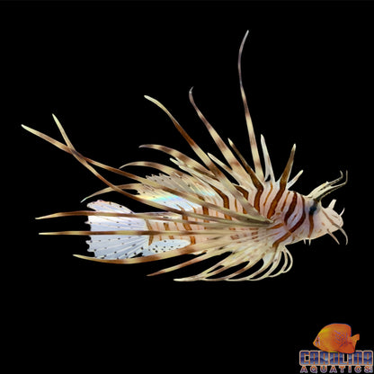 Lionfish - Volitan Sm