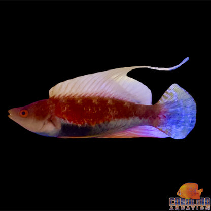 Wrasse - Fairy WhipFin Lg