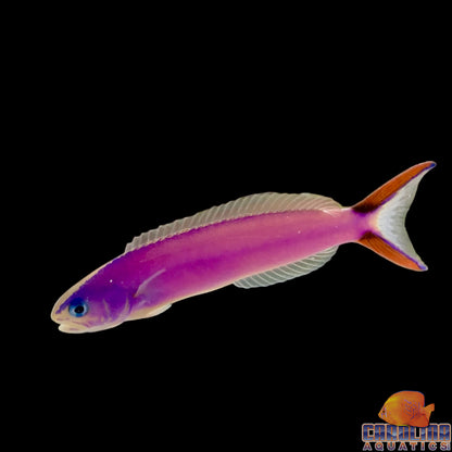 Tilefish - Purple