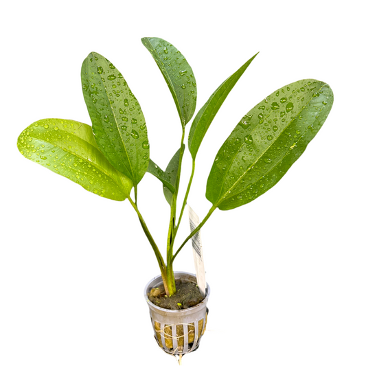 Sword Kleiner Bar Potted