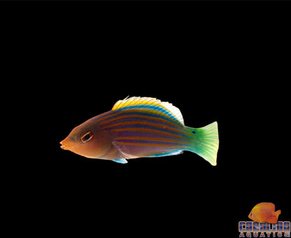 Wrasse - Six line Lg