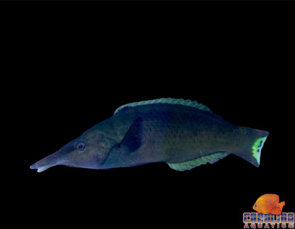 Wrasse - Bird Green(male)