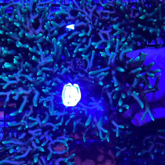 Frag -  Fuzzy Neon Tip Birdsnest Mini Colony