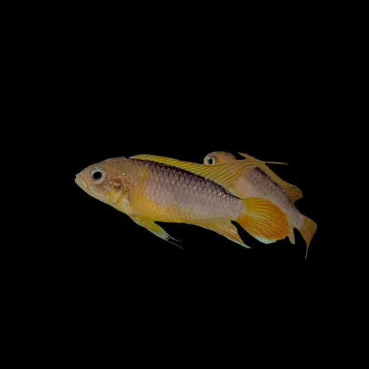 Cichlid - Apisto. Agasizzi Fire Gold Lg