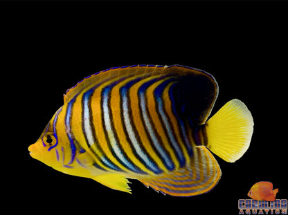 Angel - Regal Yellow Belly (Red Sea) Md/Lg