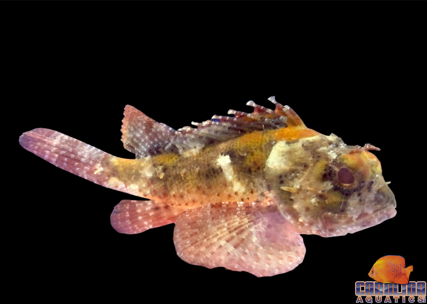 Scorpionfish - Plumed XL