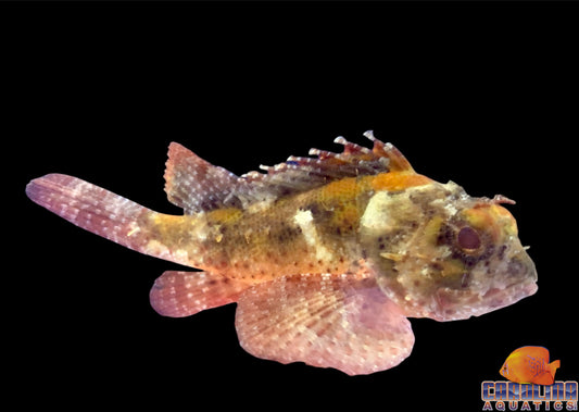 Scorpionfish - Plumed XL