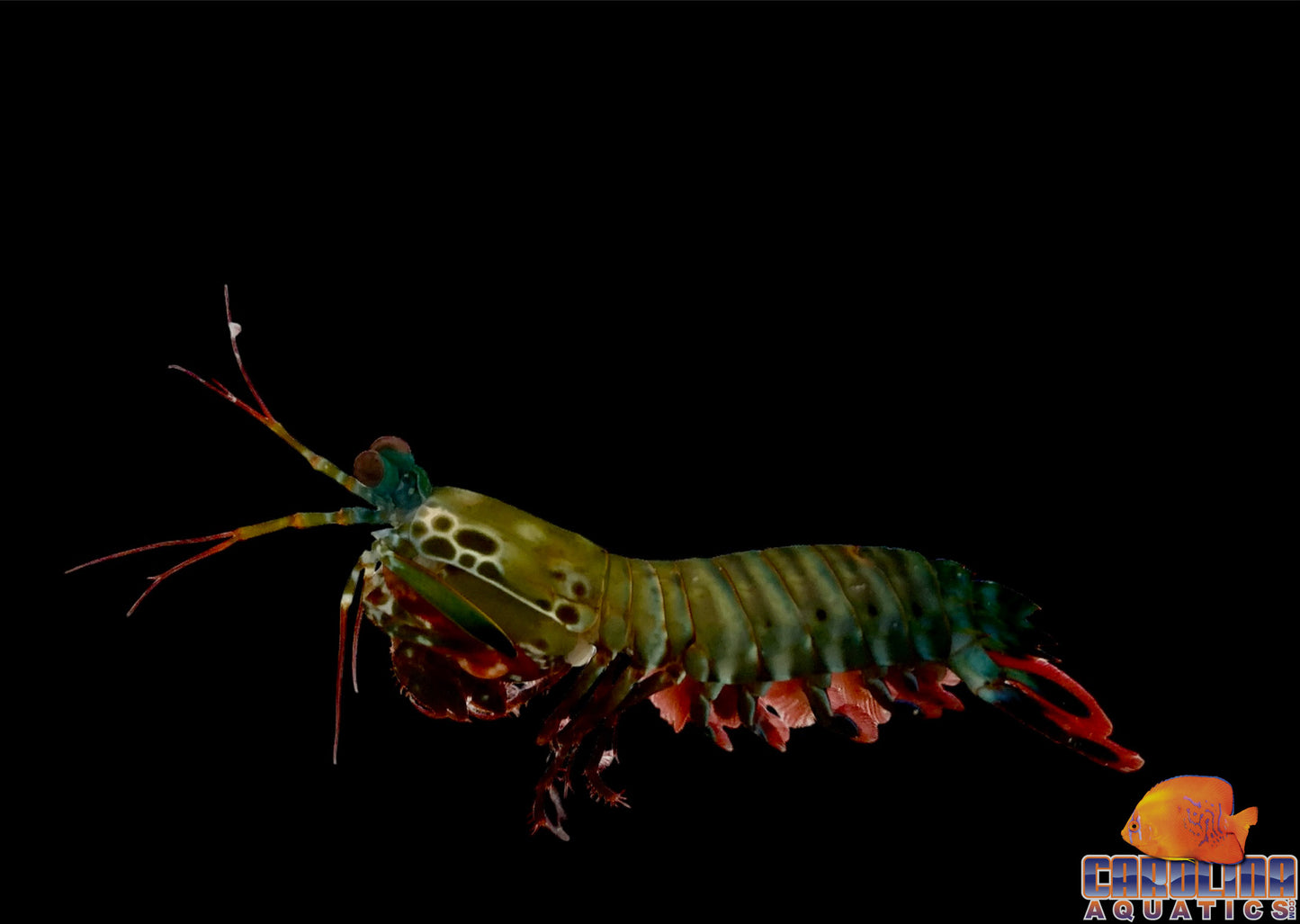 Shrimp - Peacock Mantis
