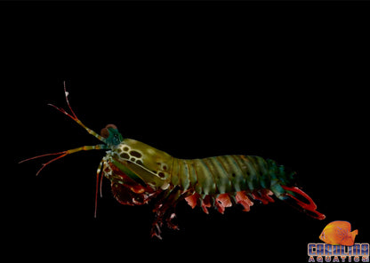 Shrimp - Peacock Mantis