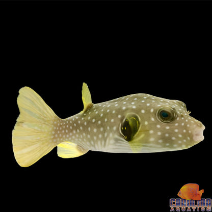 Puffer - Dogface Stars and Stripes