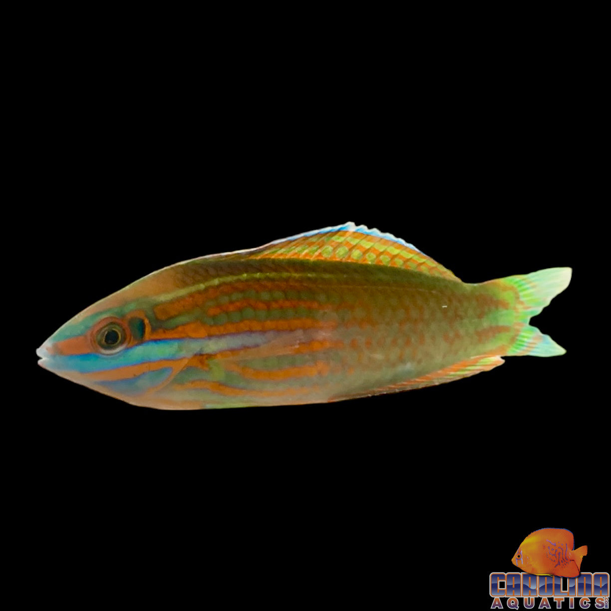 Wrasse - Checkerboard Red