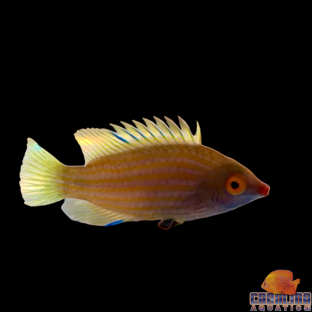 Wrasse - Six line Cryptic