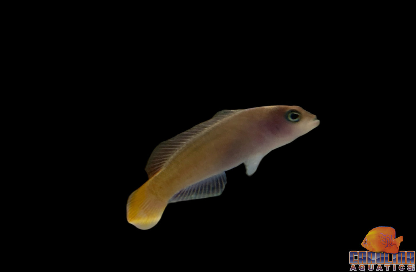 Dottyback - Redtail