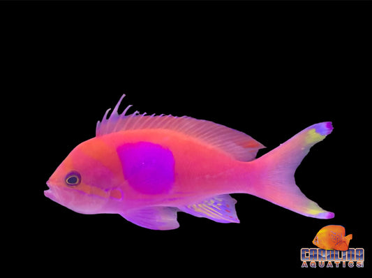 Anthias - Square Male