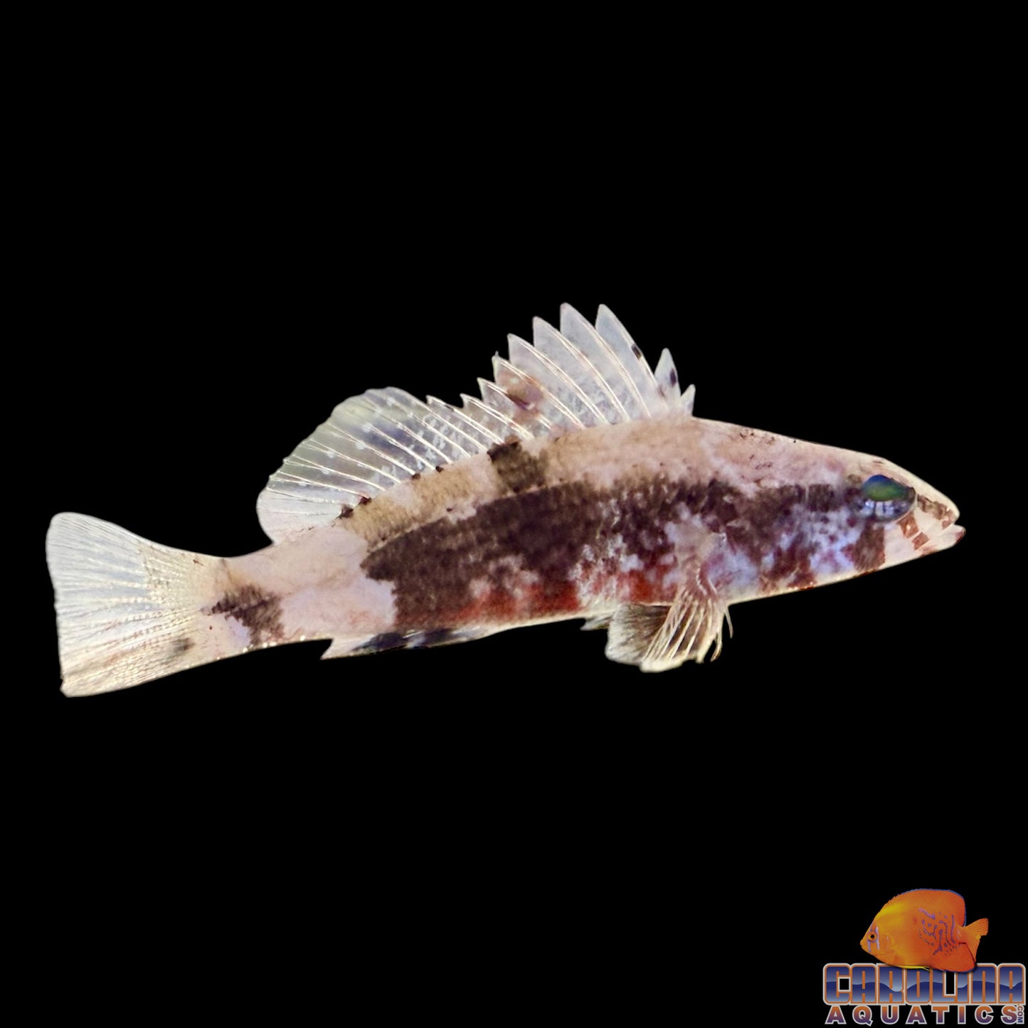 Sea Bass - Pygmy