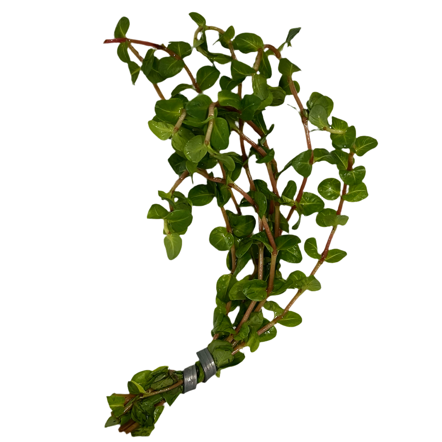 Rotala Macranda (12 Pack)