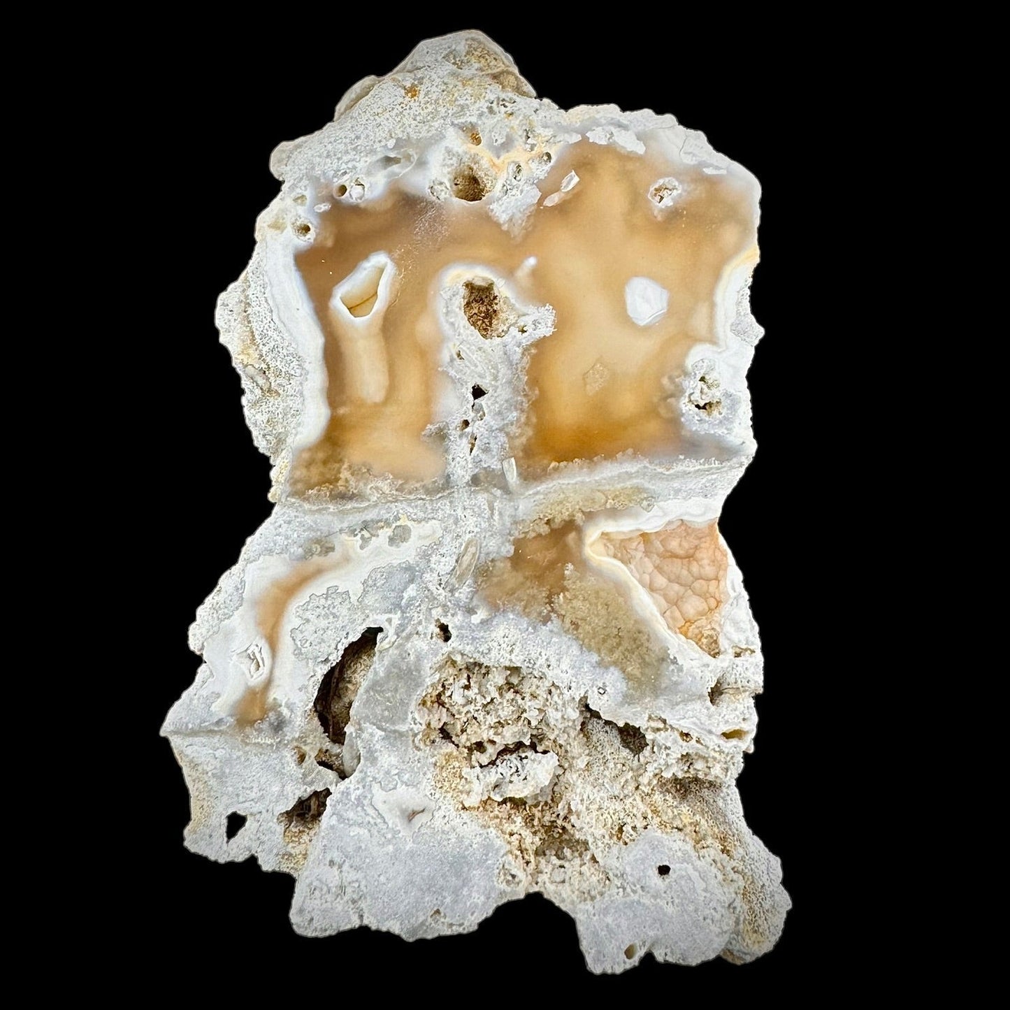 Petrified Coral