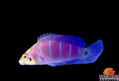 Wrasse - Mystery