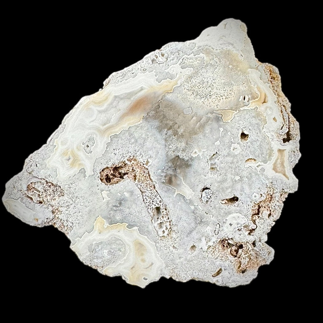 Petrified Coral